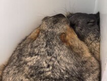 ピッタリすぎるBGM！ 壁の隅でぎゅっと寄り添うマーモットたち、癒しの寝姿にほっこり