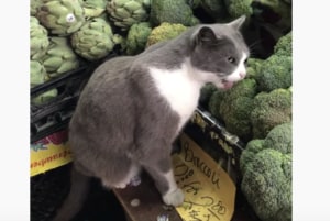 試食じゃないよー! 猫がスーパーで野菜を丸かじり