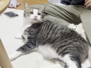 撫でる方向を間違えたら、「ムッ」とした猫さんに怒られちゃった!