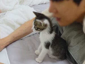 飼い主の仕事をお手伝い? 甘えながら寄り添う子猫の成長記録