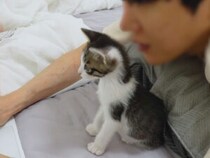 飼い主の仕事をお手伝い？ 甘えながら寄り添う子猫の成長記録