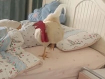 「コケコッコー！」二度寝なんて絶対させない！毎朝寝室にやってきて飼い主を起こす鶏さん