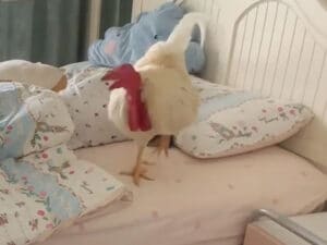 「コケコッコー!」二度寝なんて絶対させない!毎朝寝室にやってきて飼い主を起こす鶏さん