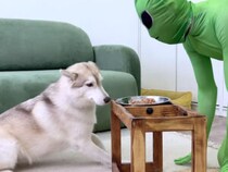 ご飯中に宇宙人が乱入！？ 犬と猫の反応の差が面白すぎる