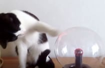 肉球からビームが出るニャ！ プラズマボールで遊ぶ猫さん
