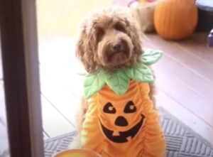 おやつのためなら何度でも! 犬さんの“トリックオアトリート作戦”