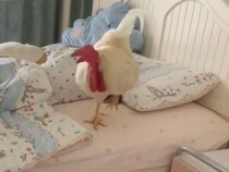 「コケコッコー！」二度寝なんて絶対させない！毎朝寝室にやってきて飼い主を起こす鶏さん
