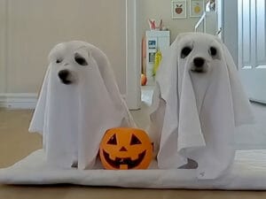 こんなお化けなら大歓迎！ 可愛いハロウィン仮装の犬さんたち
