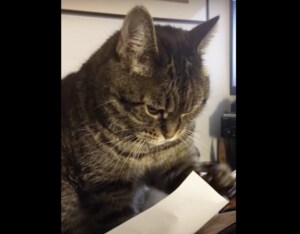 ペシペシ… 真顔で紙を叩き続ける猫、何かが気に入らない？