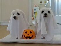 こんなお化けなら大歓迎！ 可愛いハロウィン仮装の犬さんたち