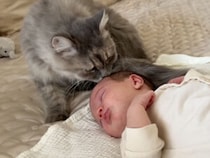「一緒にお昼寝しよう！」赤ちゃんに寄り添う優しい猫さん
