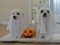 こんなお化けなら大歓迎！ 可愛いハロウィン仮装の犬さんたち