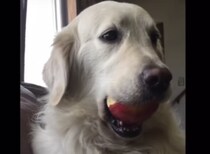 「え？これはボールですよ？」リンゴの盗み食いを誤魔化すワンコ