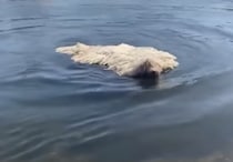 一瞬モップかと思った！ ふわふわ犬さんの“泳ぎ姿”にびっくり
