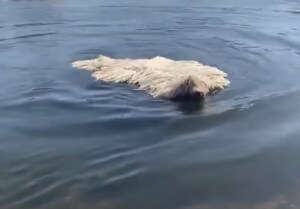 一瞬モップかと思った！ ふわふわ犬さんの“泳ぎ姿”にびっくり