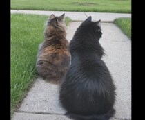 なにかを待っている猫さんたち。飼い主？ いやいや、そうじゃなくて…