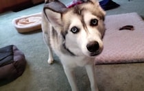 「聞いてよ！オモチャ取られたの〜！」飼い主に告げ口する犬