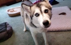 「聞いてよ！オモチャ取られたの〜！」飼い主に告げ口する犬