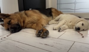 食い気と眠気、どっちが勝つかな?お昼寝中の犬さんで試してみたら…