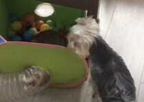 それはキミのじゃないよ！フェレットのおもちゃで遊びたがる犬。
