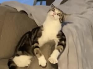 アレを持って愛猫に近づくと…、ものすごくびっくりされちゃった!