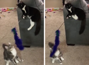 「俺がおもちゃ持つ担当にゃ」猫同士で猫じゃらしで遊ぶ!