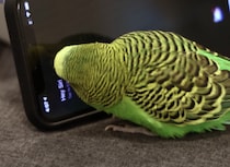 「すみません、よくわかりません」Siriと会話したいインコ。