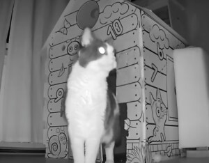 夜中もちゃんと警備してるニャ！ 愛猫のパトロールを観察してみた♪