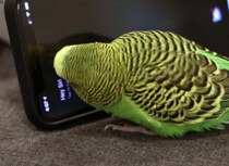 「すみません、よくわかりません」Siriと会話したいインコ。