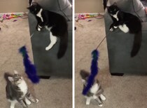 「俺がおもちゃ持つ担当にゃ」猫同士で猫じゃらしで遊ぶ！