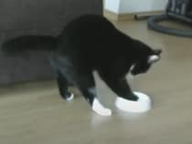 ゴハンまだですか〜！！ 猫さん、もうちょっと静かにしてくれ