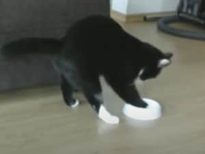 ゴハンまだですか〜！！ 猫さん、もうちょっと静かにしてくれ