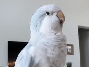 新曲拒否!? 結局いつもの「お気に入りの歌」を熱唱するインコさん
