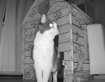 夜中もちゃんと警備してるニャ！ 愛猫のパトロールを観察してみた♪