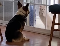 「無視しにゃいで…」なぜか猫を家に入れてあげない犬さん。