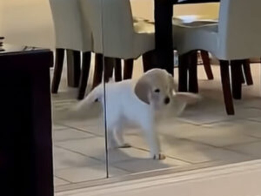 「ボク、可愛いでしょ！」全力アピールする子犬のしぐさがたまらない