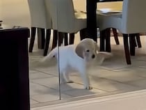 「ボク、可愛いでしょ！」全力アピールする子犬のしぐさがたまらない