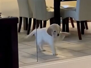 「ボク、可愛いでしょ！」全力アピールする子犬のしぐさがたまらない