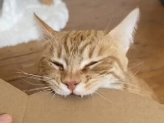 心地良すぎる音でバリバリ！ ダンボールを噛む猫の集中力がすごい