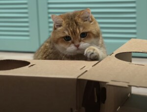 ダンボールでできた迷路！ 猫さんが喜びそうだけど…