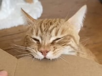 心地良すぎる音でバリバリ！ ダンボールを噛む猫の集中力がすごい