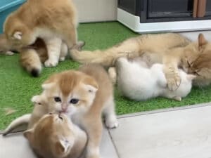 ママのしっぽをめぐって大喧嘩! 元気が止まらない子猫たち