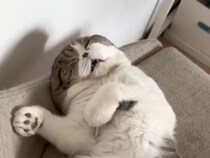 爆音いびきで爆睡中…、起こされた猫の寝ぼけ顔が最高