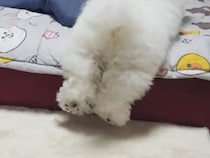 犬さん用の階段を用意してあげたけど、登り方が分からなくて…