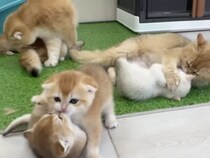 ママのしっぽをめぐって大喧嘩！ 元気が止まらない子猫たち