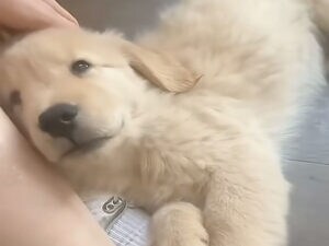 飼い主の足にもたれてウトウト… 安心しきった子犬の表情が尊い