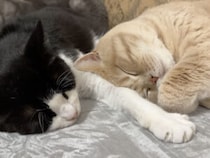 週末の疲れが吹き飛ぶ！ ぷぅ〜っと可愛い寝息で幸せそうに眠る猫さんに癒される