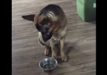 「おかわりくれよぉ~!!」訴え方が可愛いジャーマンシェパードさん