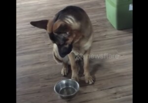 「おかわりくれよぉ~!!」訴え方が可愛いジャーマンシェパードさん