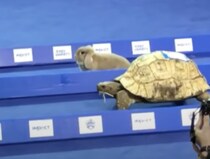 「うさぎとカメ」本当にカメが勝つのかレースをしてみた！